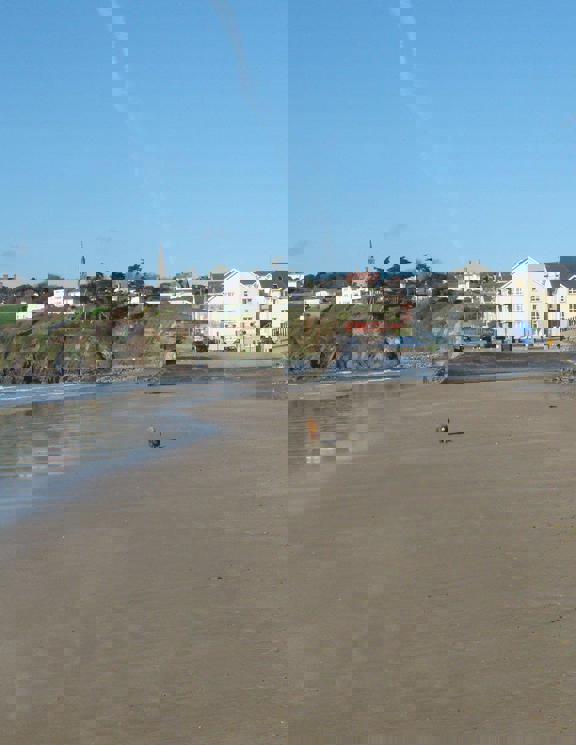 Dog On Beach